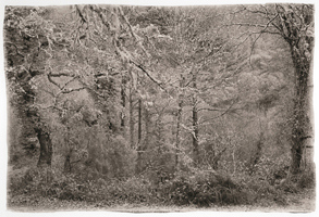 Arvores, Peneda-Gerês, 2008