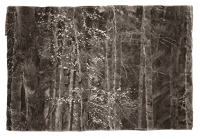 Novas folhas, Peneda-Gerês, 2008