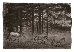 Cavalos, Peneda-Gerês, 2008