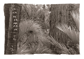 Selva, Jardim Botânico, Coimbra, 2008