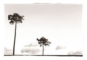 Pinheiros bravos, Porto, 2008