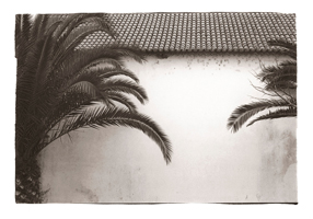 Palmeiras, Montemor, 2008