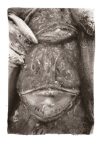 Tamboril, Coimbra, 2008