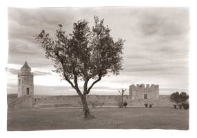 Oliveira, Castelo de Montemor-o-Velho, 2008