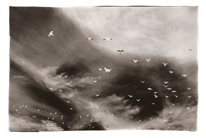 Gaivotas II, Figueira, 2006