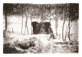 Rover, Carpathian Region, Romania, 2005