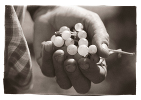 Vindimas no Douro I, 2008