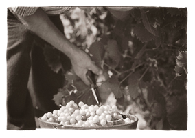 Vindimas no Douro II, 2008