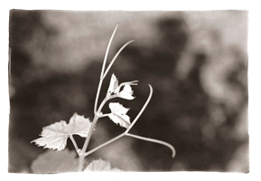 Primavera no Douro, 2008