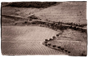 Peixe do Douro, 2008