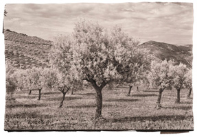 As oliveiras no Douro, 2008