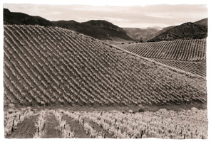 Vinhas do Douro I, 2008