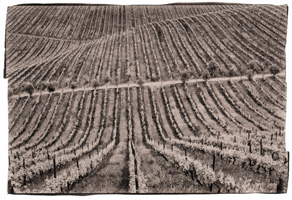 Vinhas do Douro II, 2008