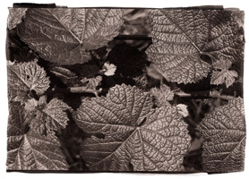 Folhas de vinha do Douro, 2008