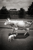 The Fat Cow and The Bankster, 2009